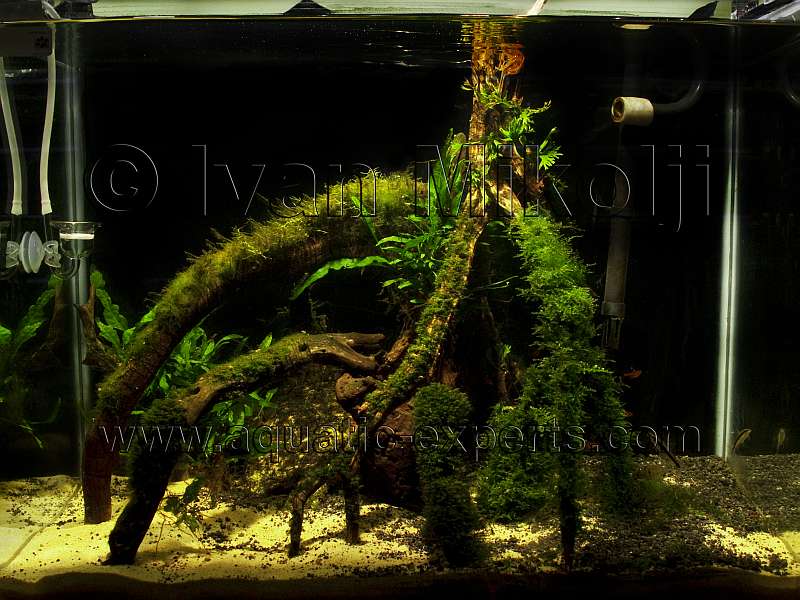 EL ACUARIO DE AGUA DULCE